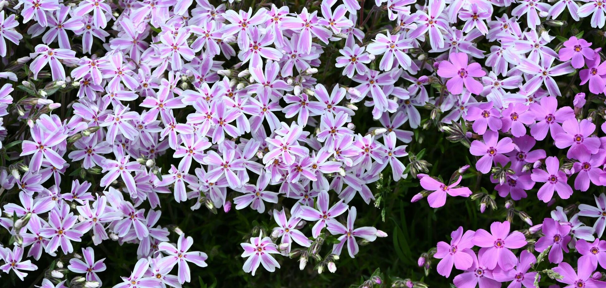 Бурʼяни зникнуть самі: дієвий трюк для вашого саду