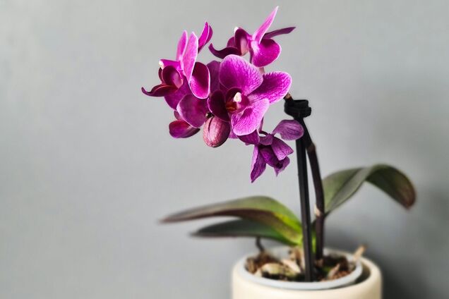 Что надо орхидеям в апреле: ключевые правила ухода