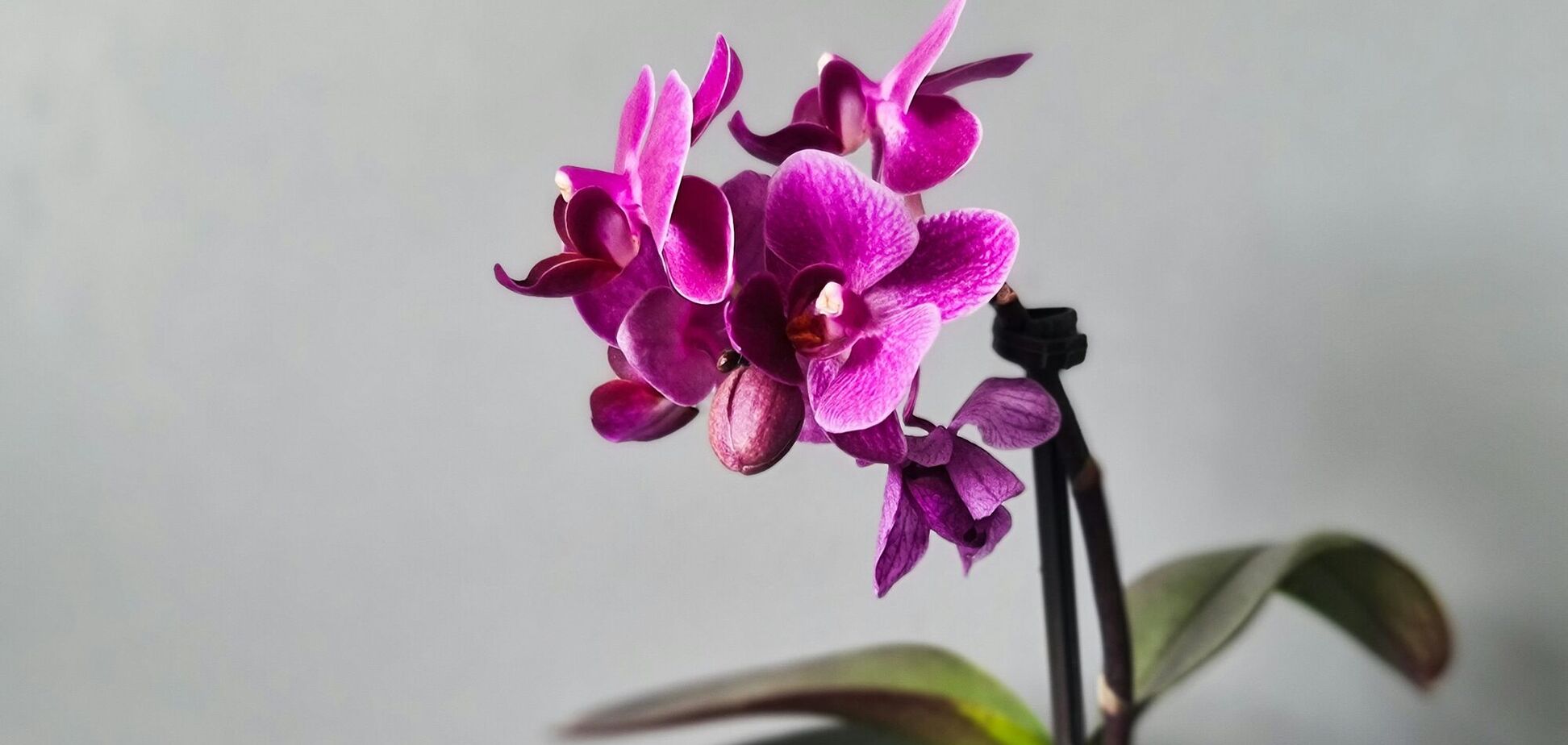 Что надо орхидеям в апреле: ключевые правила ухода