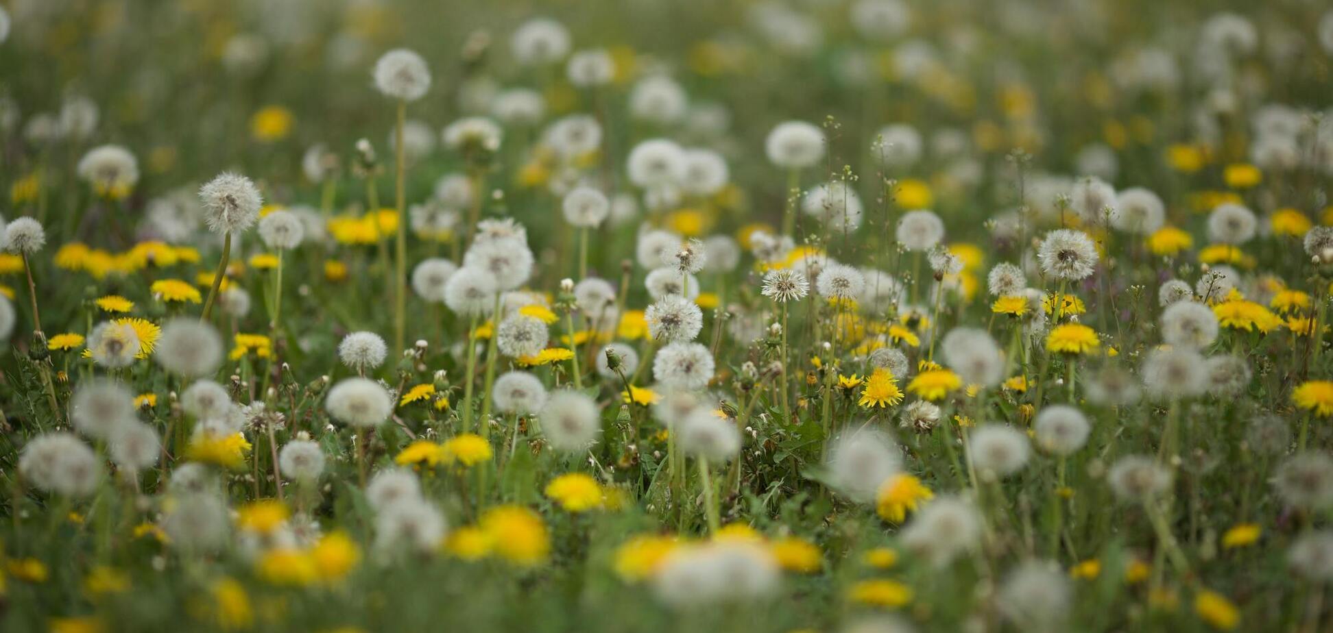 Как избавиться от одуванчиков на газоне: обязательно сделайте это в апреле
