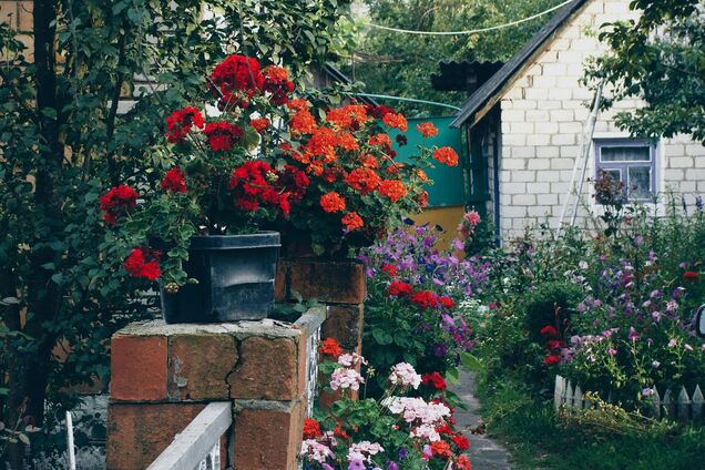 Что посадить на клумбах: 7 цветов, которые выдерживают жару