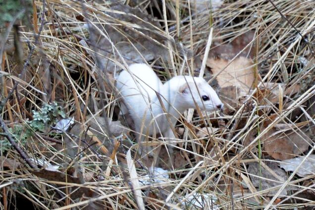 В Чернобыльской зоне заметили неуловимую маленькую хищницу с большим характером. Фото