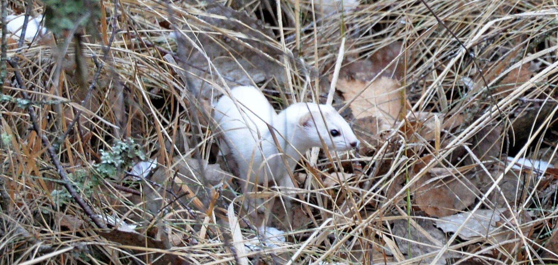 У Чорнобильській зоні помітили невловиму маленьку хижачку із великим характером. Фото