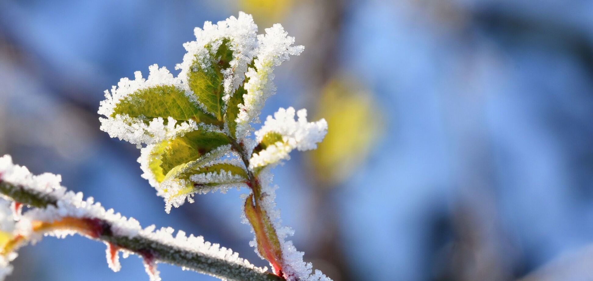 Иллюстрация - замороженные листья деревьев