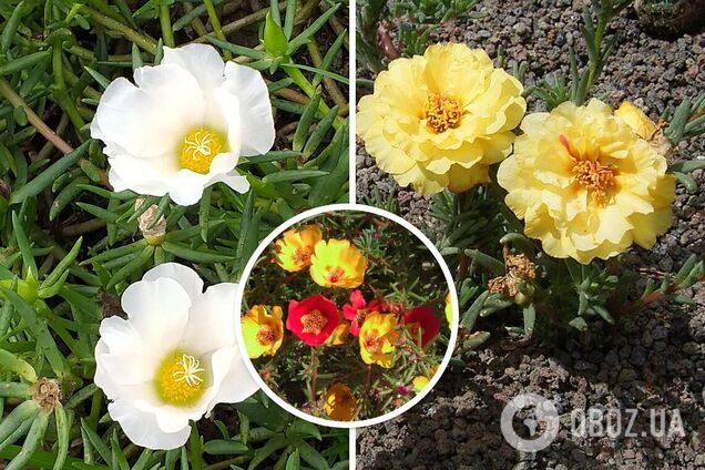 Для сада и балкона: назван универсальный цветок, который выдерживает разную погоду