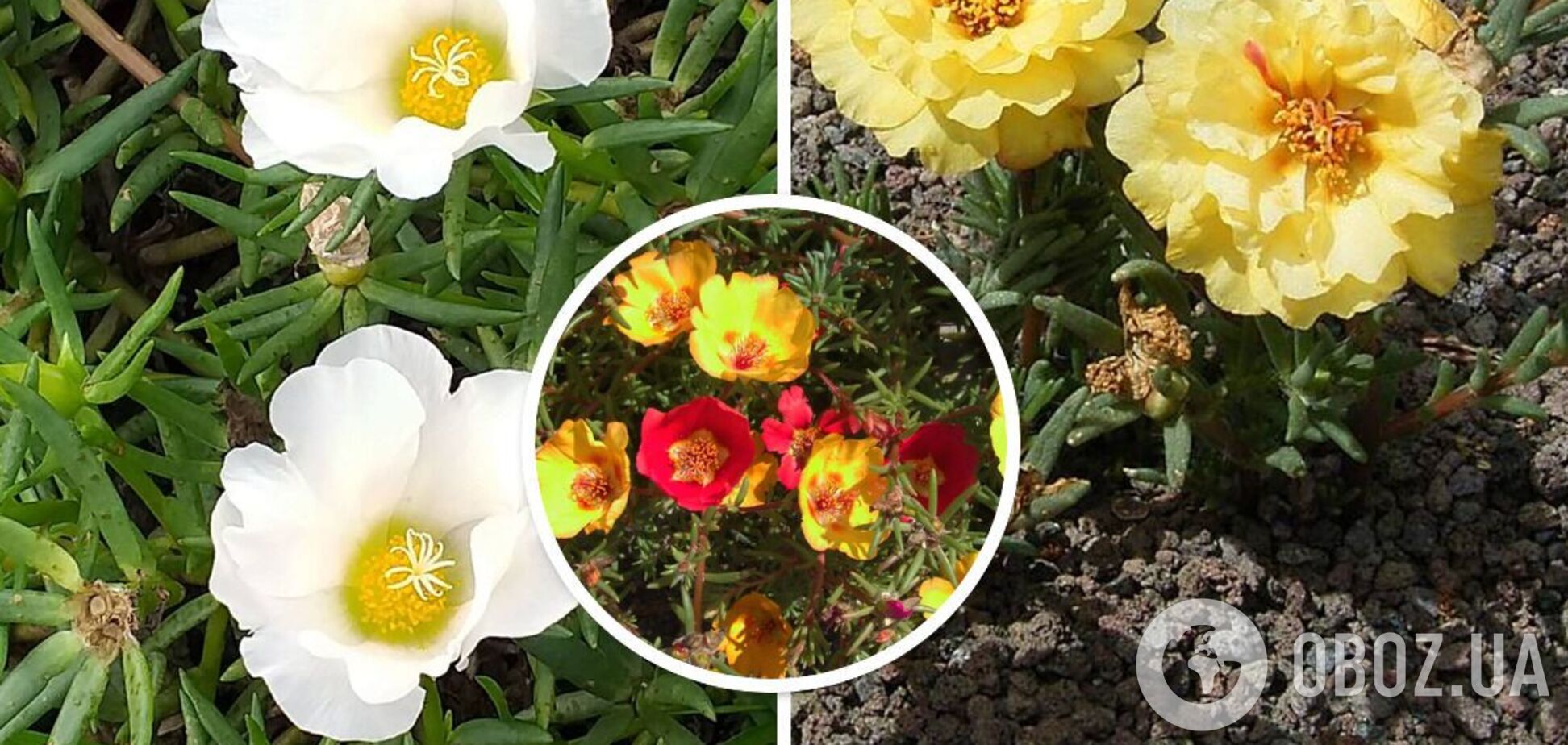 Для сада и балкона: назван универсальный цветок, который выдерживает разную погоду