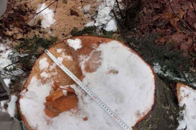 'Чорні' лісоруби завдали Україні збитків на на 95 млн грн