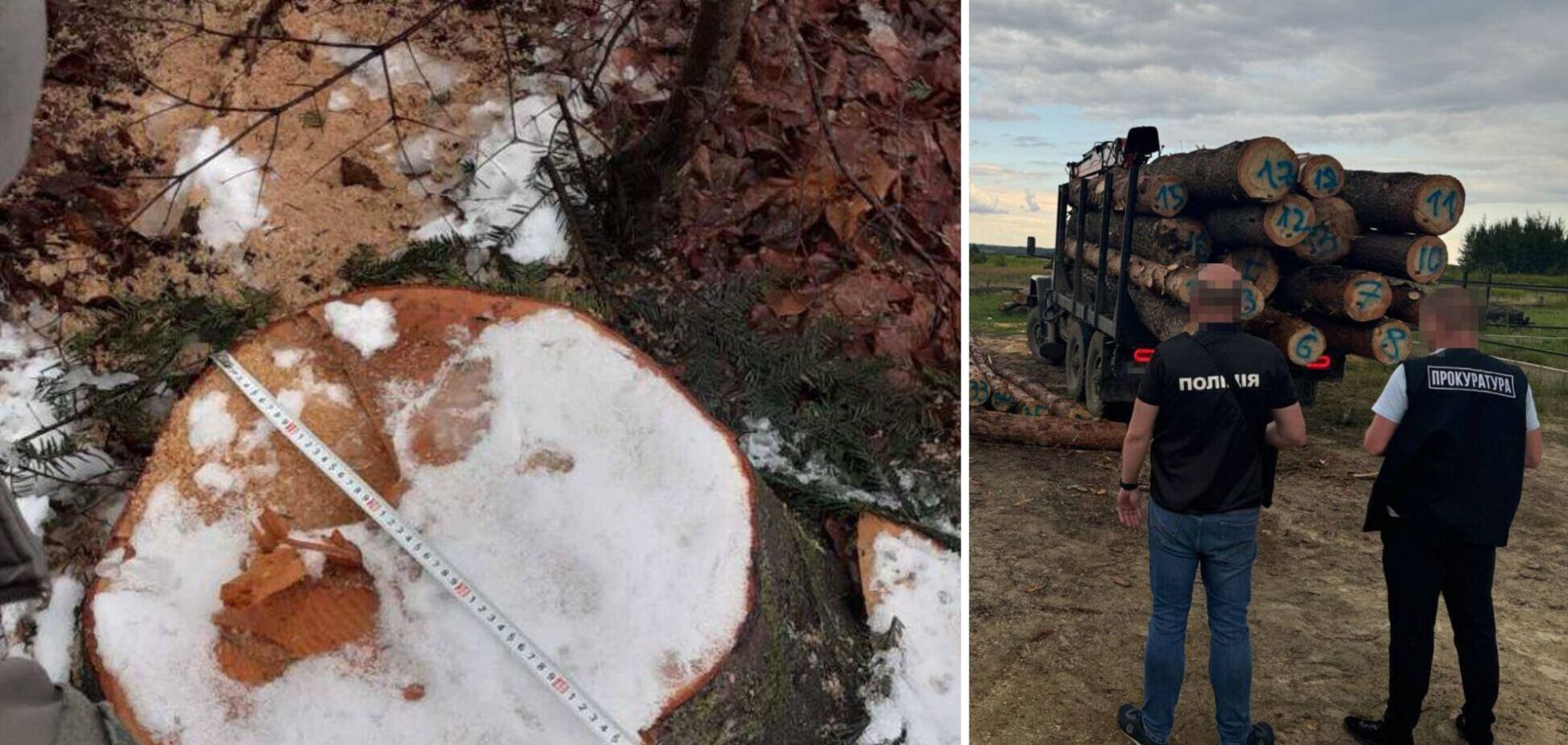 'Черные' лесорубы нанесли Украине ущерб на 95 млн грн