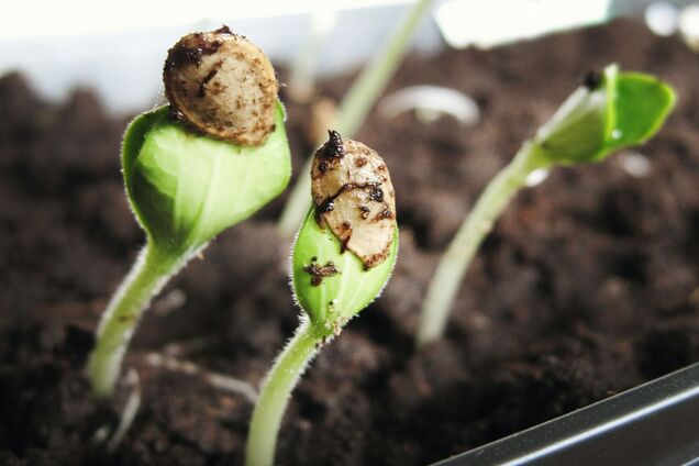 Як пришвидшити проростання насіння: поради для різних овочів