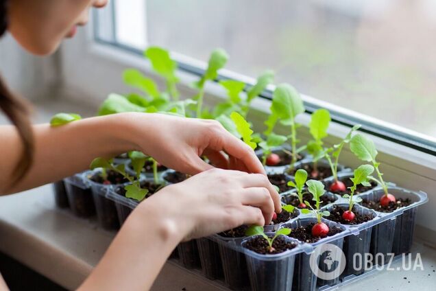 Буде ранній урожай: як виростити редиску в касетах