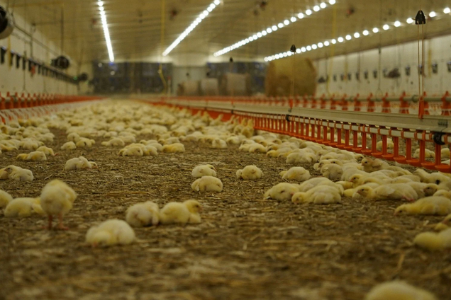 Avesterra Group планує до 2031 року інвестувати близько 300 млн євро у розвиток птахівництва та біометановий завод, – Дмитро Добкін