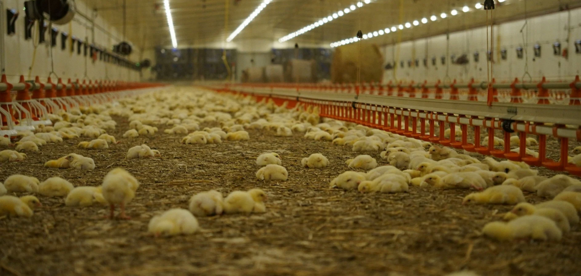 Avesterra Group планує до 2031 року інвестувати близько 300 млн євро у розвиток птахівництва та біометановий завод, – Дмитро Добкін