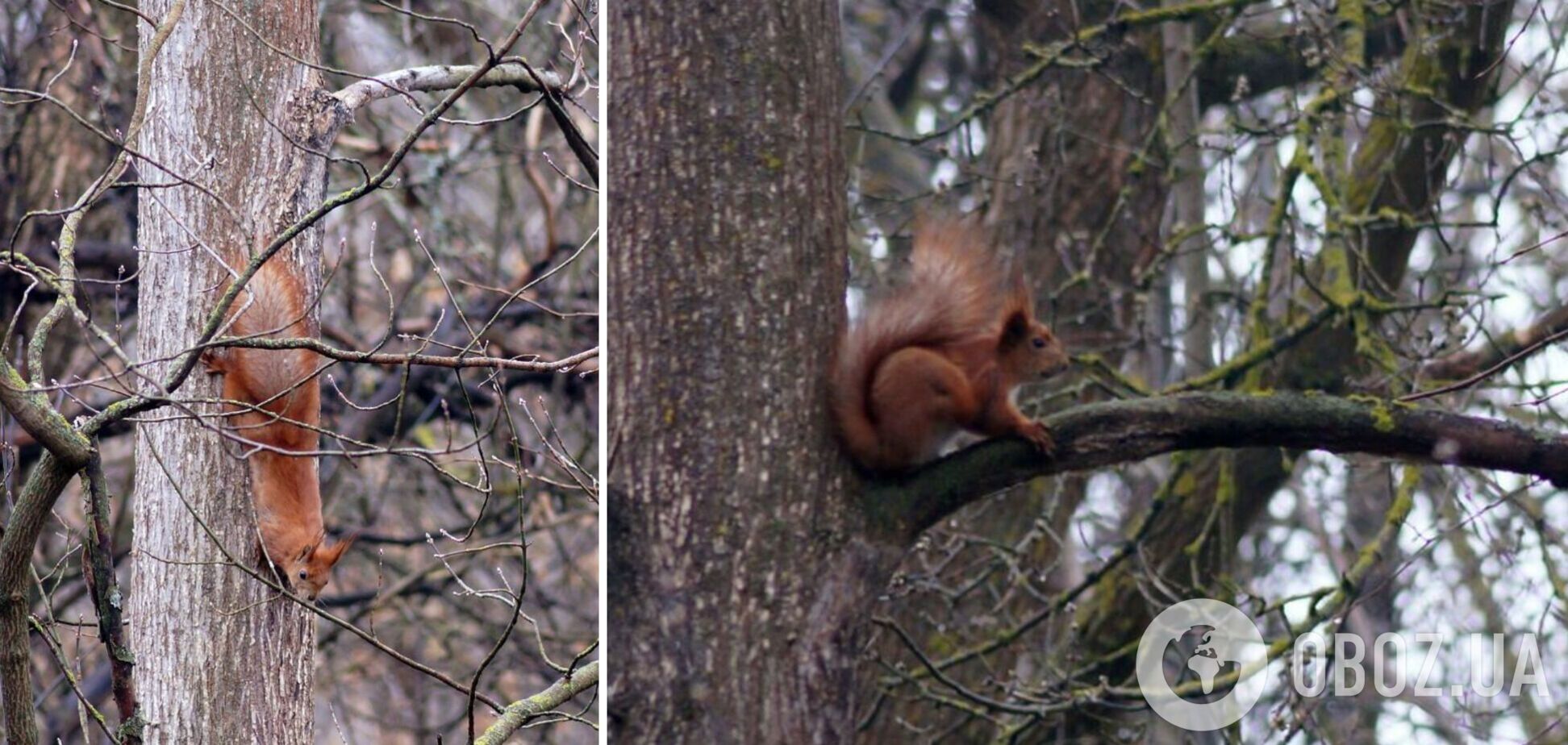 У Чорнобильській зоні живе тварина, яка використовує хвіст як кермо під час польоту. Фото
