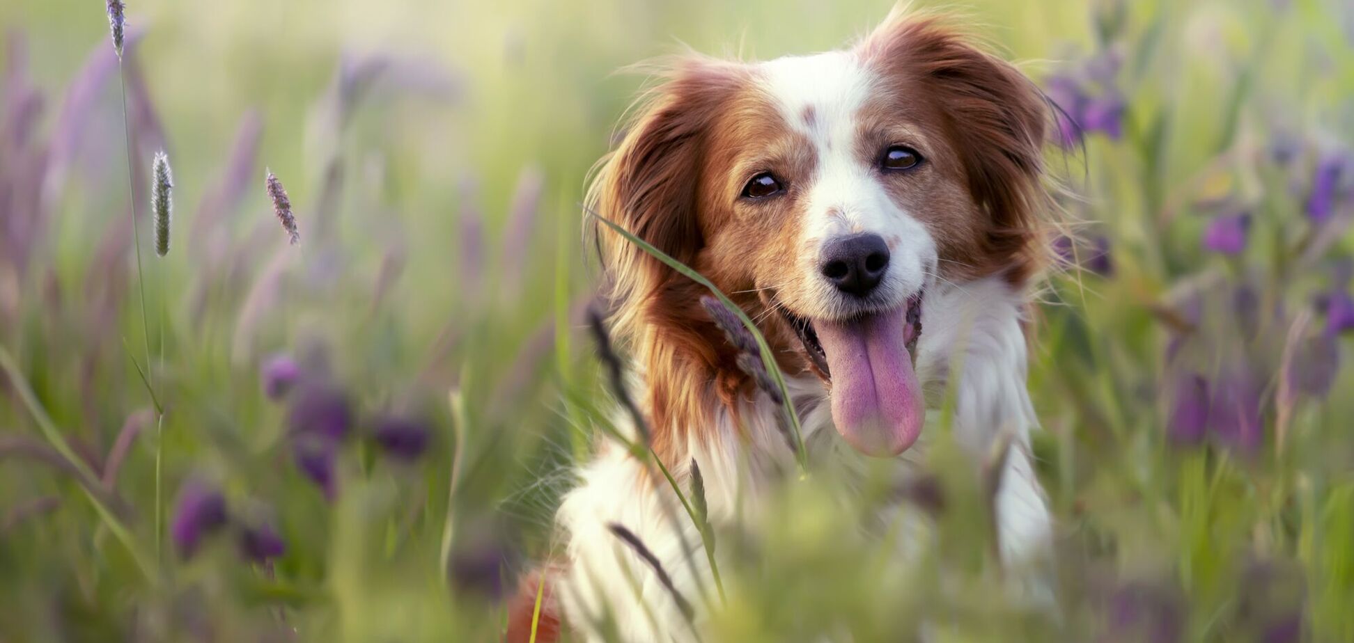 Ветеринарка назвала 10 найздоровіших порід собак, які рідко хворіють