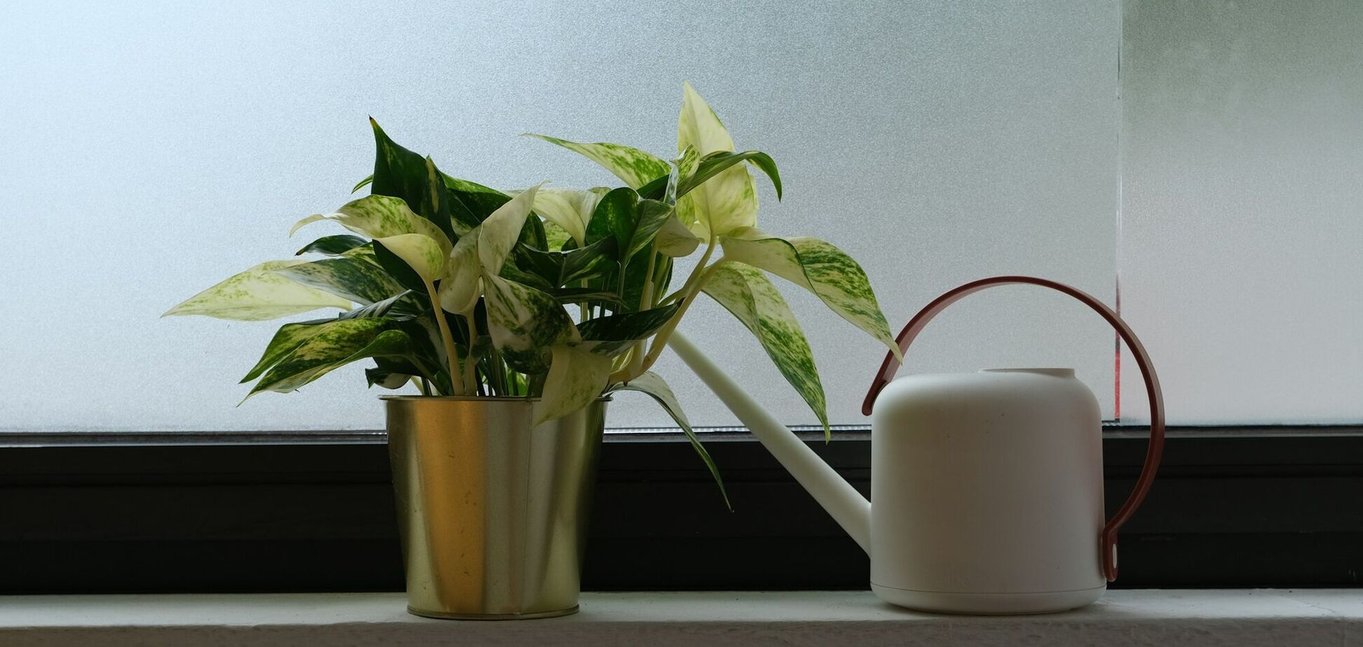 Почему комнатные растения погибают после покупки: как их уберечь