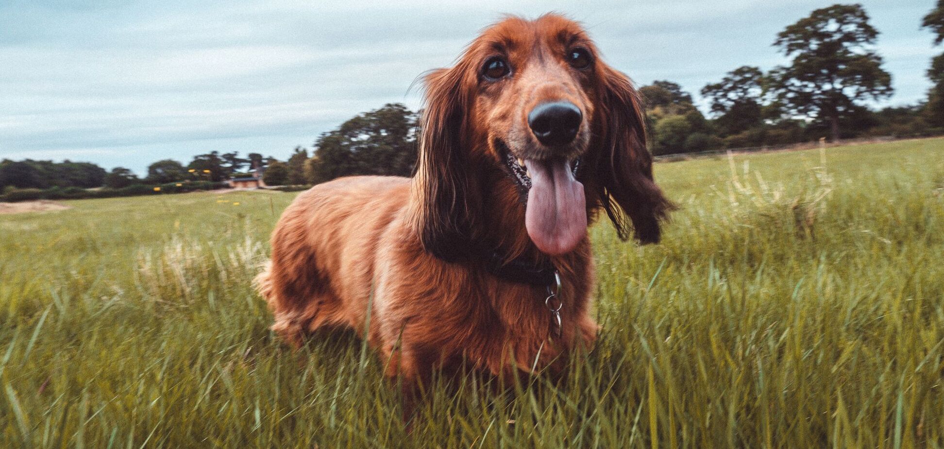 Для ленивых: названы четыре породы собак, за которыми легко ухаживать