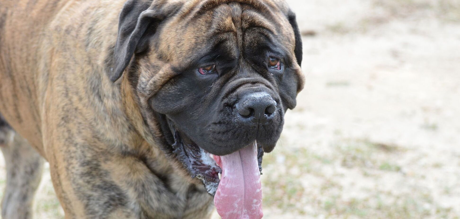 Кінолог назвав три найнебезпечніші породи собак: одна з них може 'загризти зграю вовків'