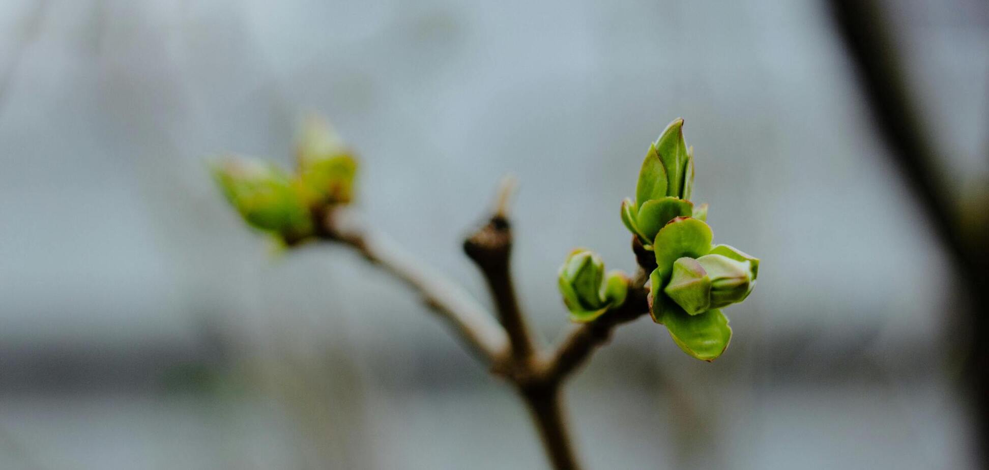 Коли настане метеорологічна весна та якою буде її 'друга стадія' в Україні: прогноз синоптикині