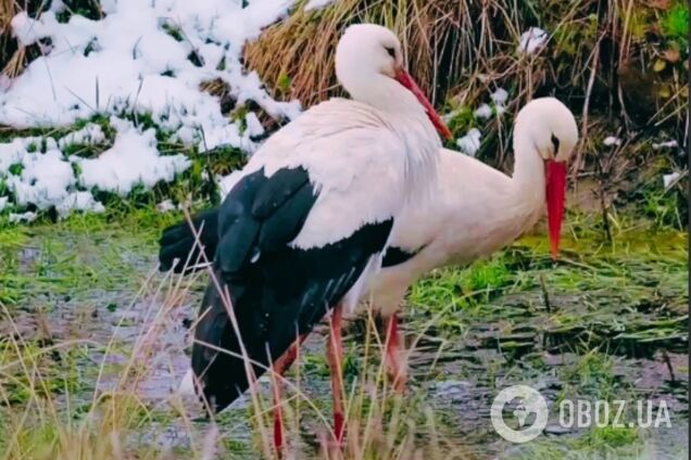 Преодолевают до 10 тыс. км: в Чернобыльскую зону возвращаются самые известные птицы Украины. Фото
