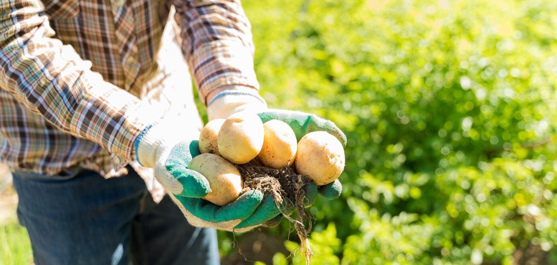 Стоит ли сажать картофель до Пасхи: советы аграриев
