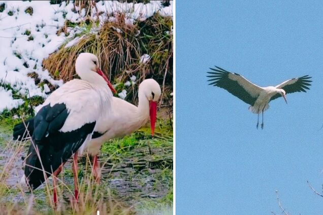 Долають до 10 тис. км: до Чорнобильської зони повертаються найвідоміші птахи України. Фото