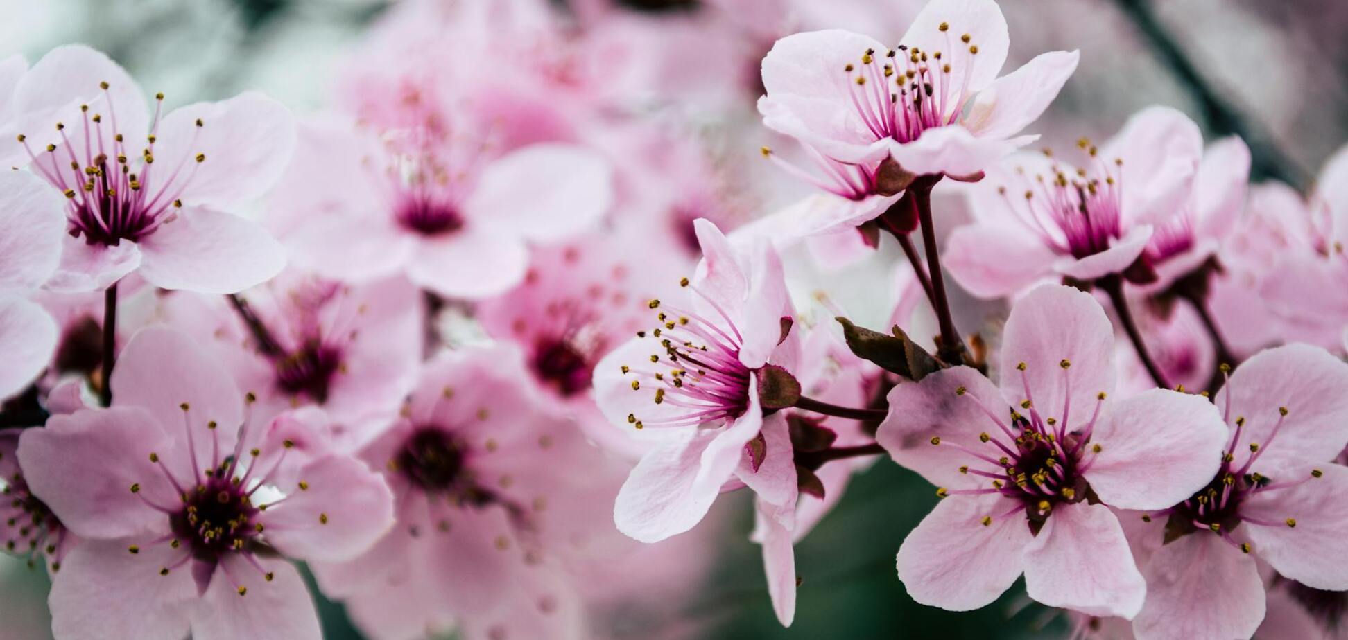 Какой праздник отмечают 12 марта в Украине: все об этом дне