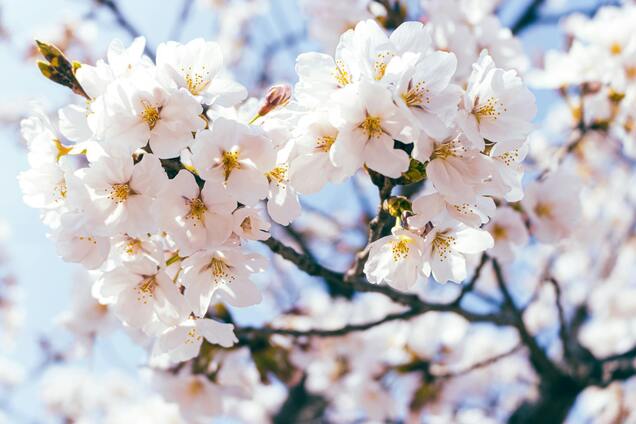 Яке свято відзначають 13 березня за церковним календарем