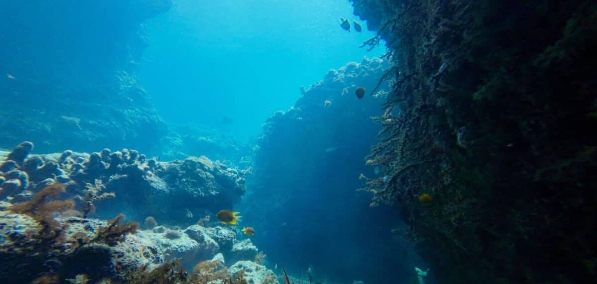 'Полуниця з щупальцями': вчені виявили величезну загадкову істоту в океані Антарктиди