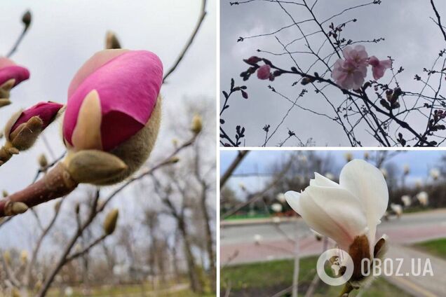 В Киеве начался период цветения сакур и магнолий: где можно увидеть красоту. Фото