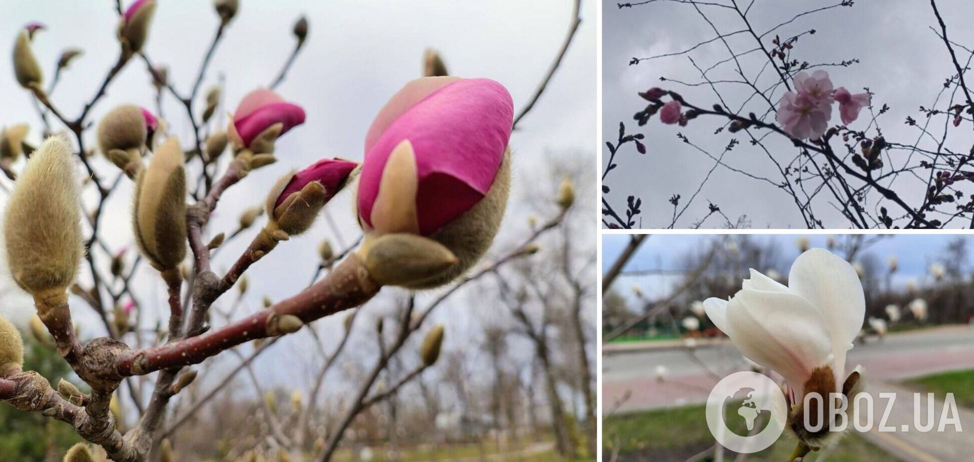 У Києві розпочався період цвітіння сакур і магнолій: де можна побачити красу. Фото