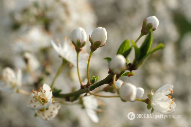 Після рекордного тепла в Україну йде похолодання: в Укргідрометцентрі дали прогноз на найближчі дні