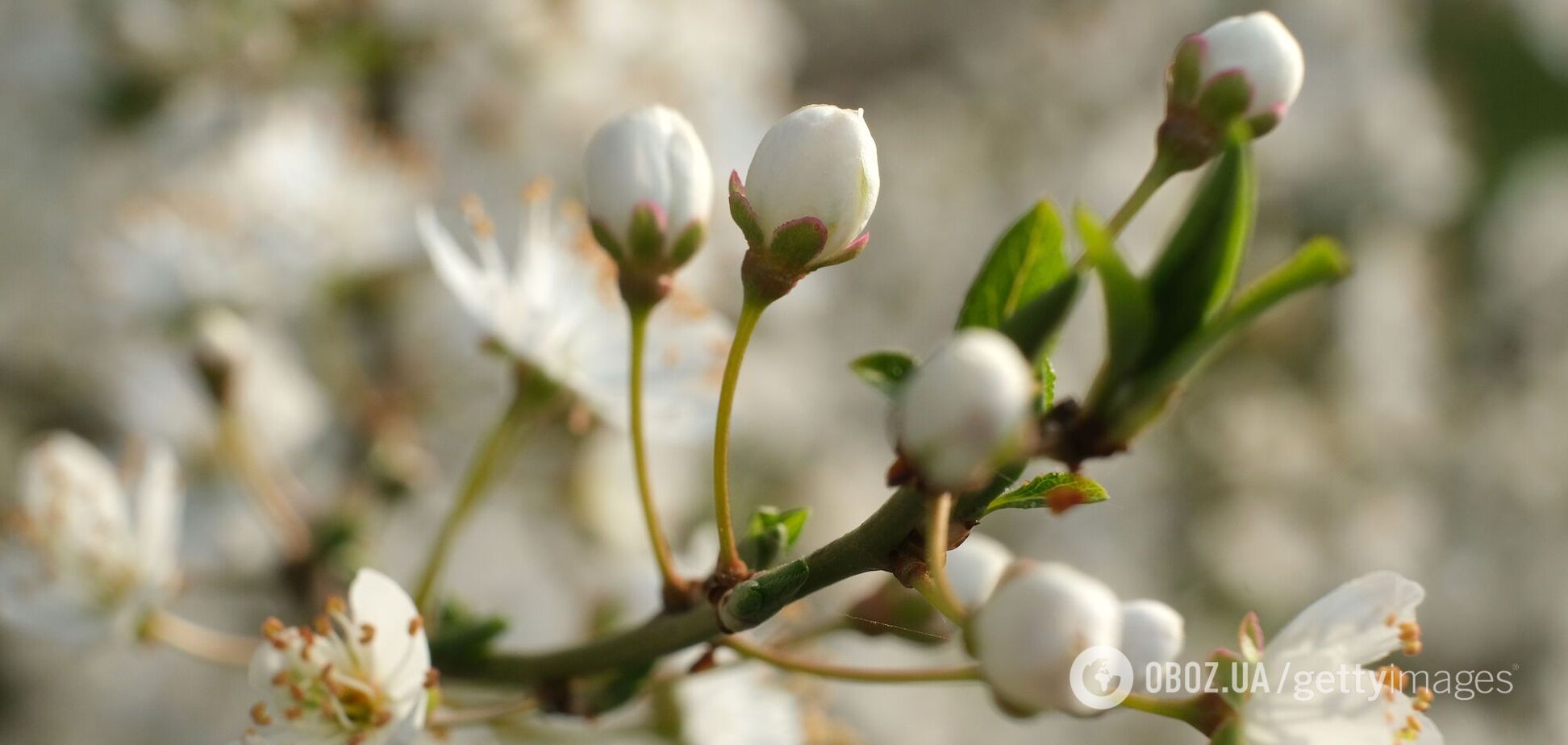Після рекордного тепла в Україну йде похолодання: в Укргідрометцентрі дали прогноз на найближчі дні