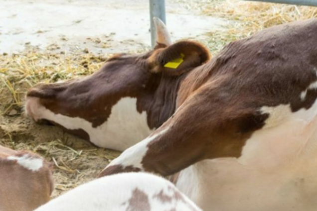 У Росії фіксують поширення ящуру тварин: чи є ризик для прикордоння України