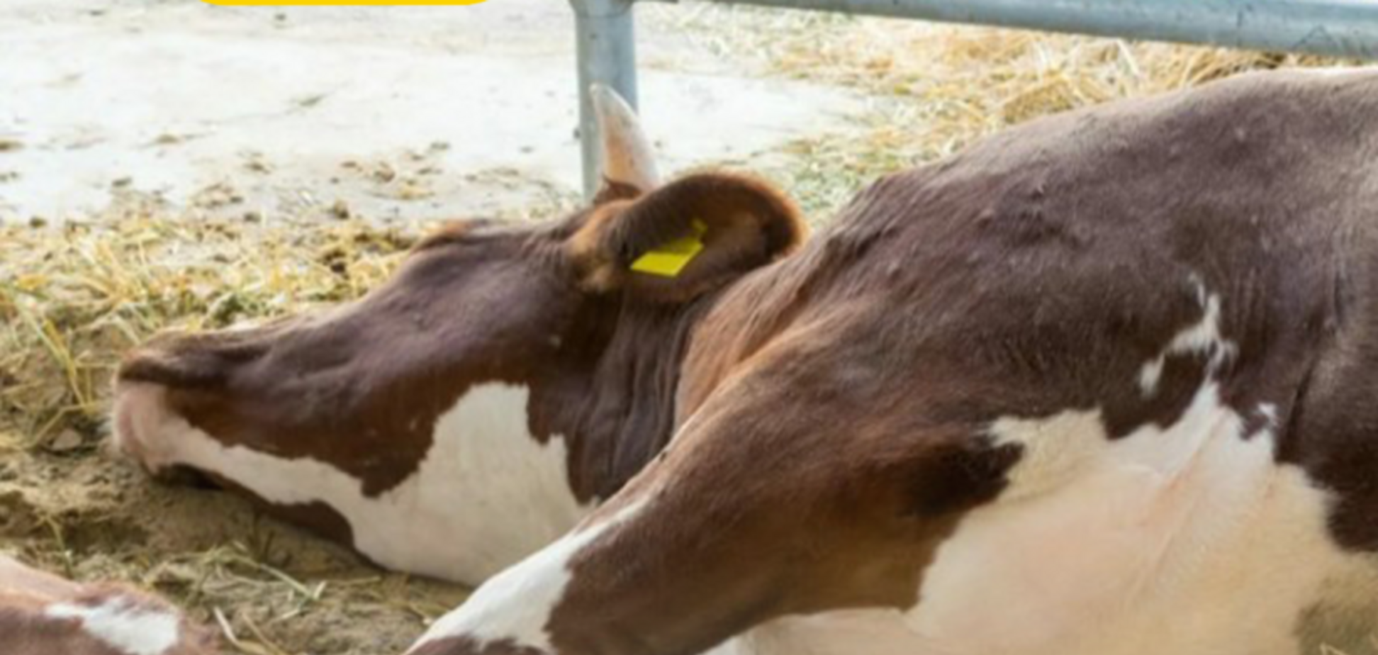 У Росії фіксують поширення ящуру тварин: чи є ризик для прикордоння України