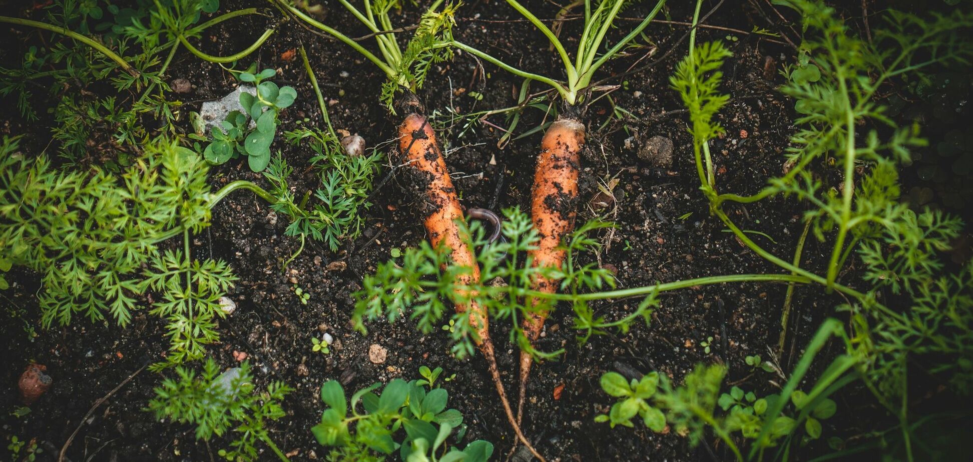 Коли сіяти моркву: секрети гарного урожаю