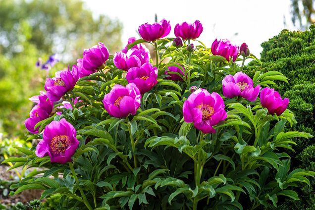 Півонії ряснітимуть квітами: допоможе просте домашнє добриво