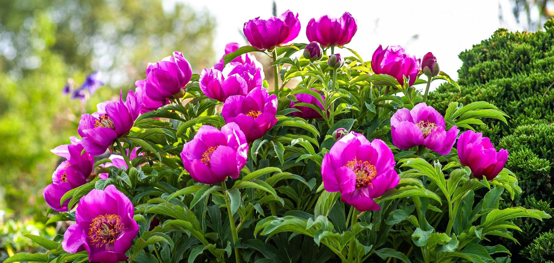 Півонії ряснітимуть квітами: допоможе просте домашнє добриво