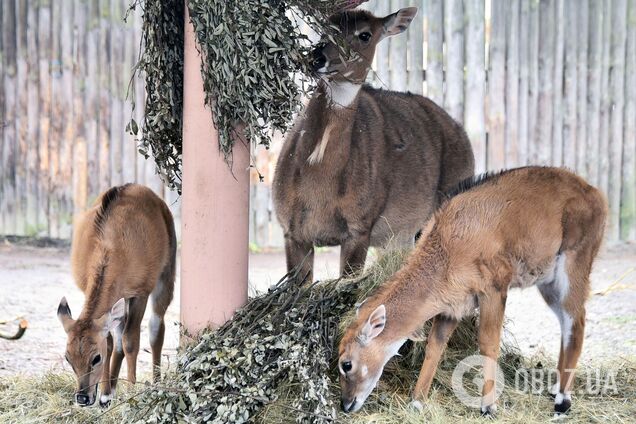 У зоопарку Києва з’явилось поповнення в родині антилоп нільгау. Фото малечі та подробиці