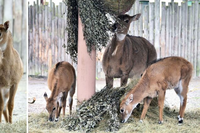 В зоопарке Киева появилось пополнение в семье антилоп нильгау. Фото малышей и подробности
