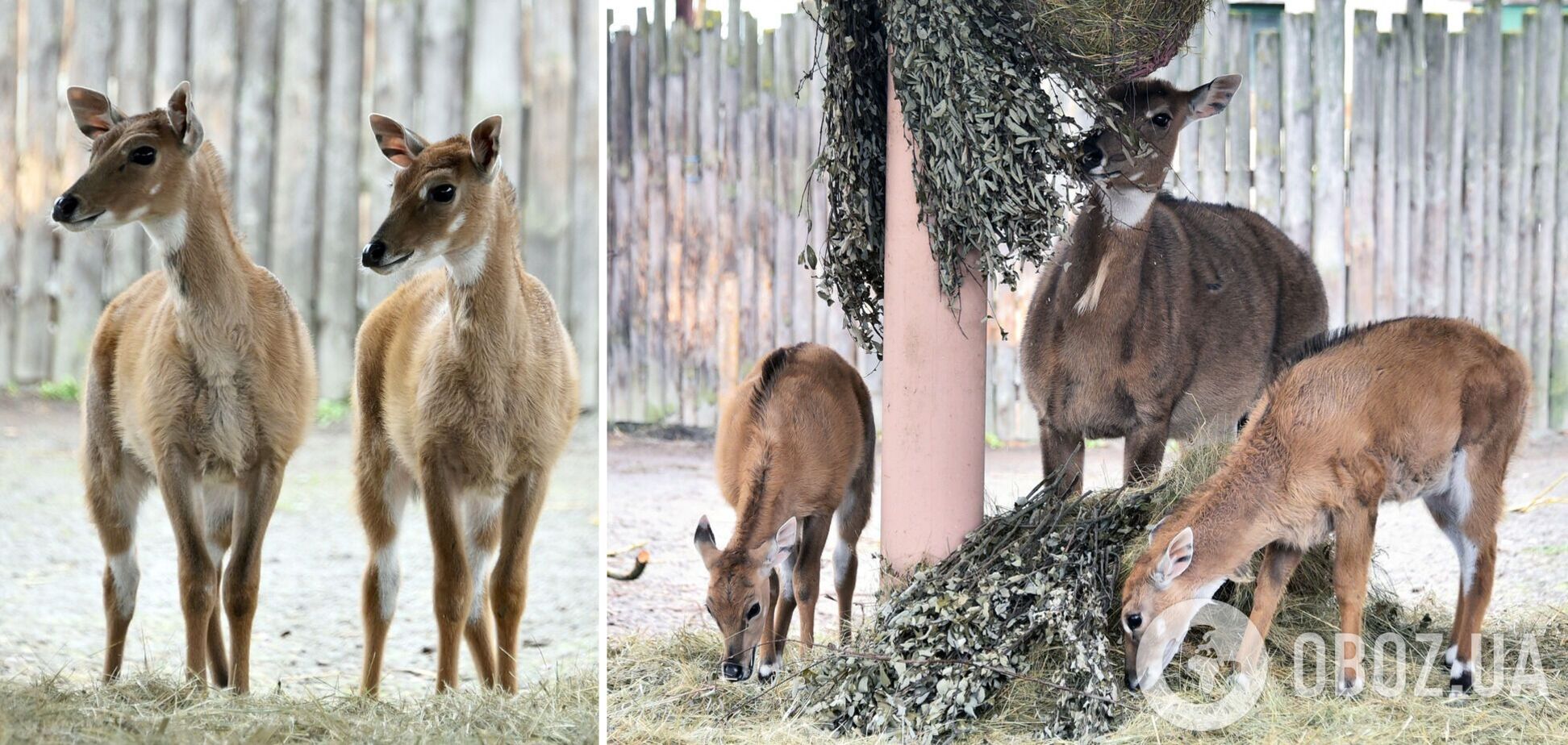 У зоопарку Києва з’явилось поповнення в родині антилоп нільгау. Фото малечі та подробиці
