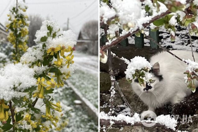 Не только заморозки: синоптики сказали, где в субботу в Украине ожидать мокрого снега. Карта