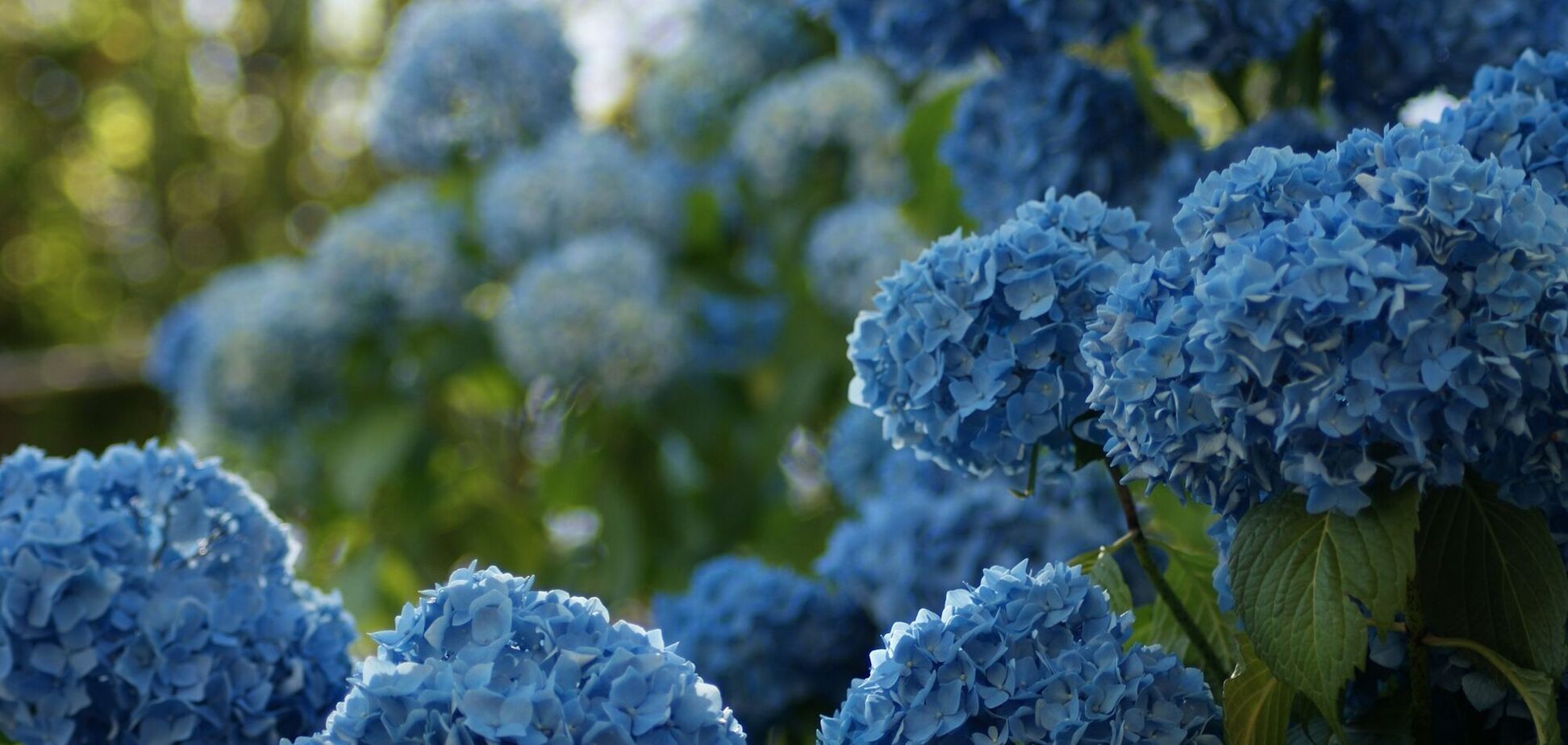 Что сделать с гортензиями весной: будут цвести все лето