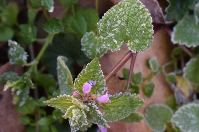В Украине на выходных ударят заморозки: синоптики дали детальный прогноз. Карта