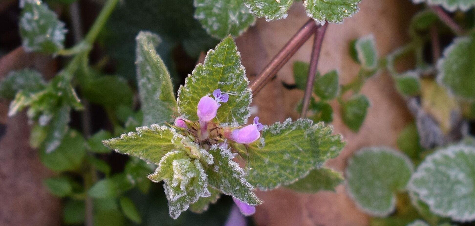 В Украине на выходных ударят заморозки: синоптики дали детальный прогноз. Карта