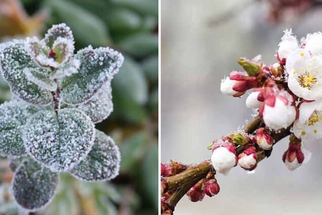Другий рівень небезпеки для аграріїв: синоптики сказали, скільки ще триматимуть заморозки