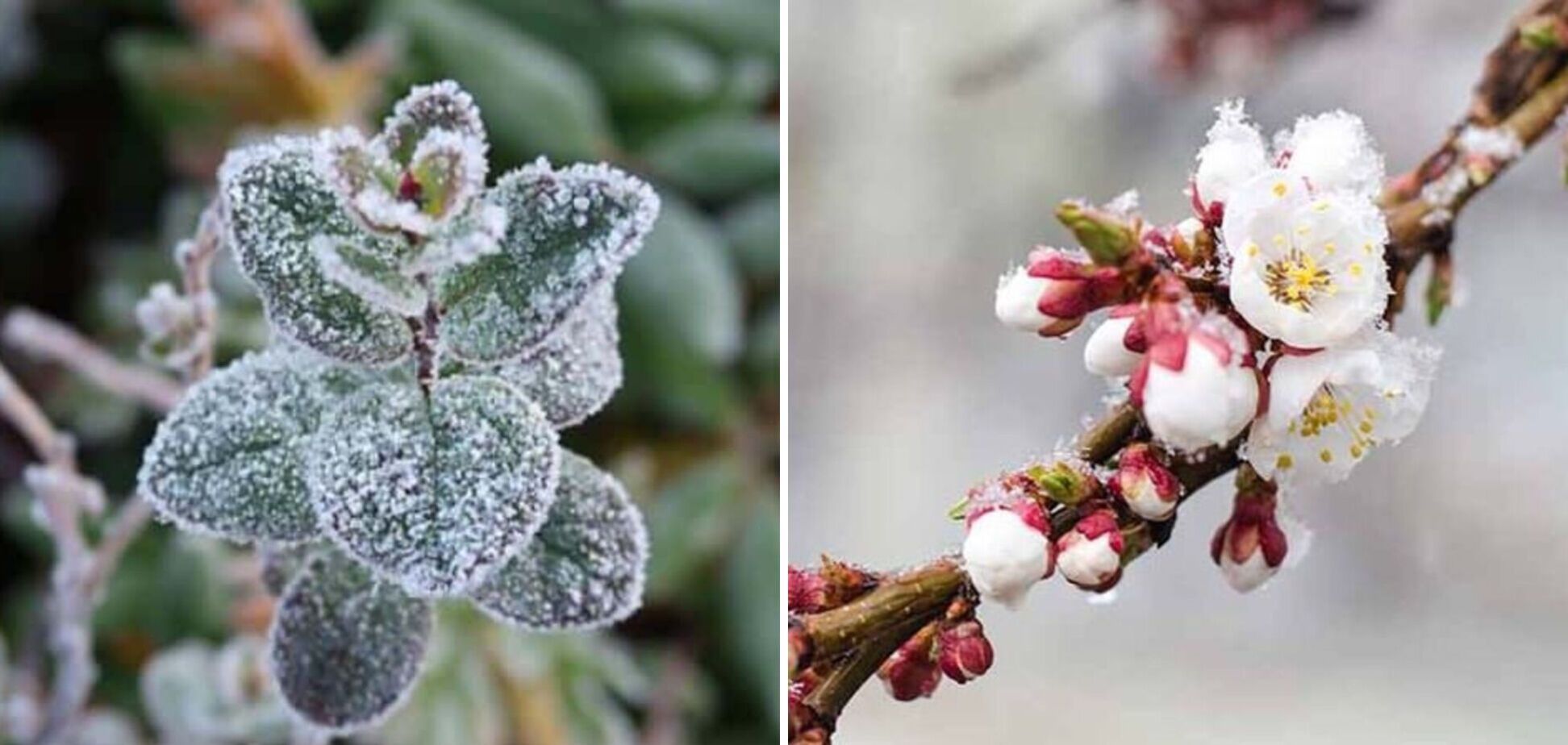 Другий рівень небезпеки для аграріїв: синоптики сказали, скільки ще триматимуть заморозки