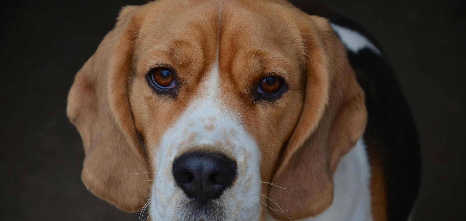 Ветеринар назвав шість найздоровіших порід собак, які рідко хворіють