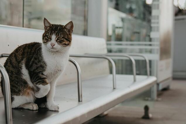 Почему коты так любят, когда их гладят зубной щеткой: трогательная причина