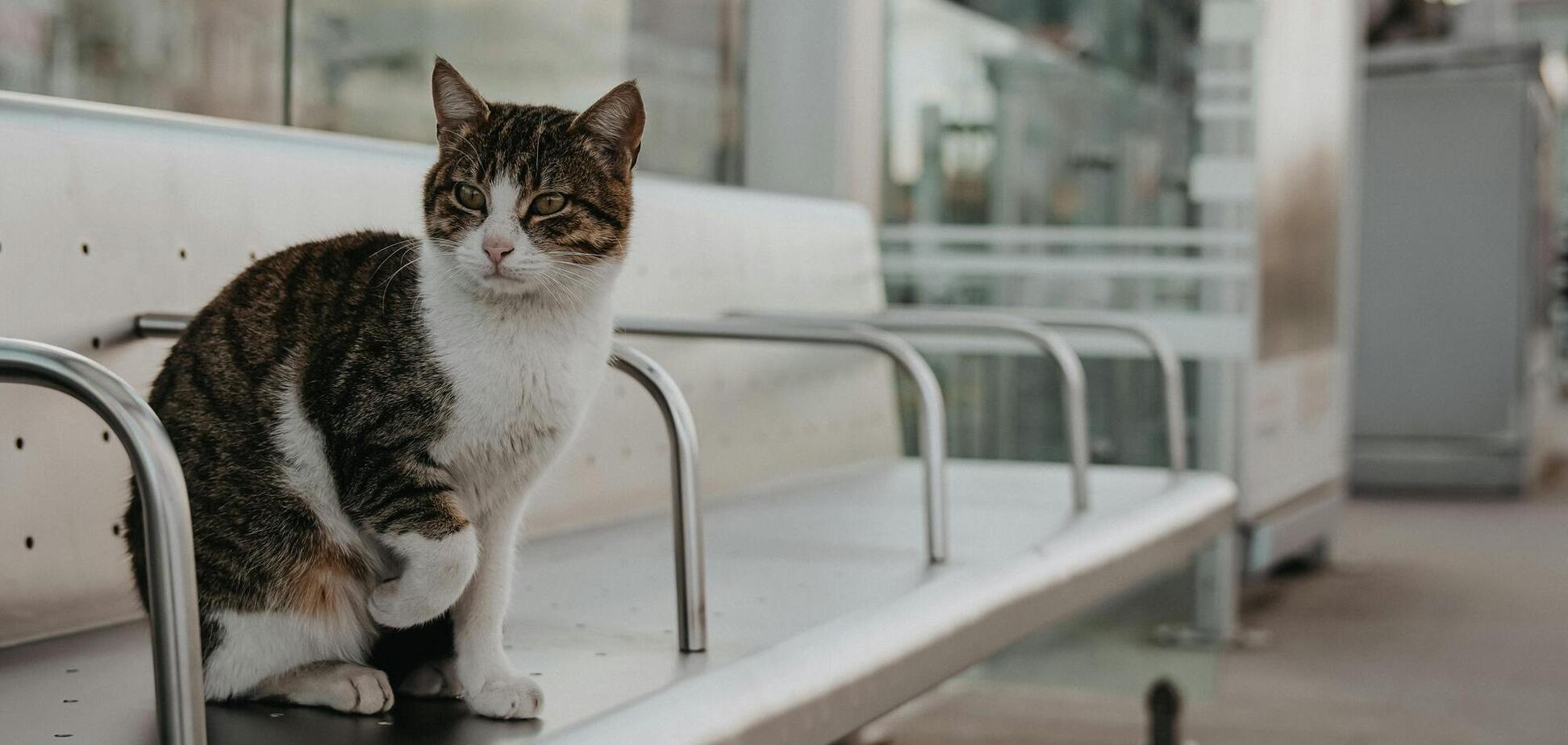 Почему коты так любят, когда их гладят зубной щеткой: трогательная причина