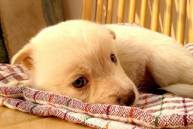 Что делать, чтобы щенок не кусался: три важных шага